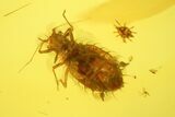 Rare Fossil Aphid (Palaeosiphon) In Baltic Amber #135073-1